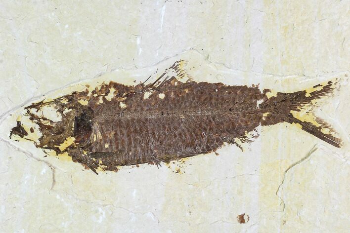 Bargain, Fossil Fish Plate (Knightia) - Wyoming #108295